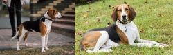 Estonian Hound vs American English Coonhound - Breed Comparison