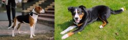 Estonian Hound vs Appenzell Mountain Dog - Breed Comparison