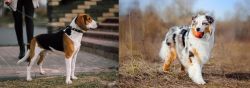 Estonian Hound vs Australian Shepherd - Breed Comparison