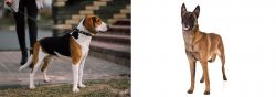 Estonian Hound vs Belgian Shepherd Dog (Malinois) - Breed Comparison