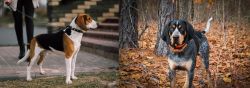 Estonian Hound vs Bluetick Coonhound - Breed Comparison