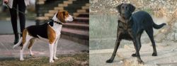 Estonian Hound vs Cao de Castro Laboreiro - Breed Comparison