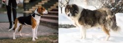 Estonian Hound vs Caucasian Shepherd - Breed Comparison
