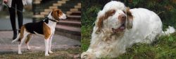 Estonian Hound vs Clumber Spaniel - Breed Comparison