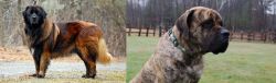 Estrela Mountain Dog vs American Mastiff - Breed Comparison
