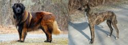 Estrela Mountain Dog vs American Staghound - Breed Comparison