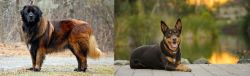 Estrela Mountain Dog vs Australian Kelpie - Breed Comparison