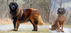 Estrela Mountain Dog vs Bavarian Mountain Hound - Breed Comparison