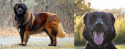 Estrela Mountain Dog vs Borador - Breed Comparison