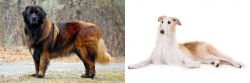 Estrela Mountain Dog vs Borzoi - Breed Comparison