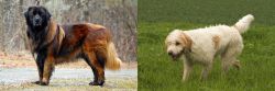 Estrela Mountain Dog vs Briquet Griffon Vendeen - Breed Comparison