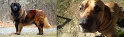 Estrela Mountain Dog vs Cabecudo Boiadeiro - Breed Comparison