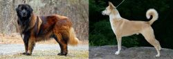 Estrela Mountain Dog vs Canaan Dog - Breed Comparison