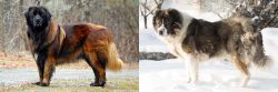 Estrela Mountain Dog vs Caucasian Shepherd - Breed Comparison