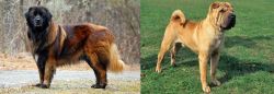 Estrela Mountain Dog vs Chinese Shar Pei - Breed Comparison