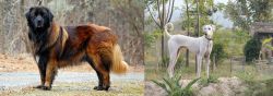 Estrela Mountain Dog vs Chippiparai - Breed Comparison