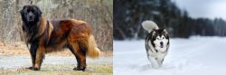 Estrela Mountain Dog vs Siberian Husky - Breed Comparison