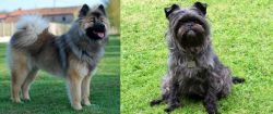 Eurasier vs Affenpinscher - Breed Comparison