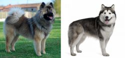 Eurasier vs Alaskan Malamute - Breed Comparison
