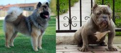 Eurasier vs American Bully - Breed Comparison