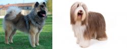 Eurasier vs Bearded Collie - Breed Comparison
