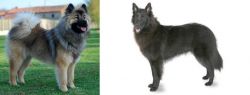 Eurasier vs Belgian Shepherd - Breed Comparison