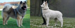 Eurasier vs Berger Blanc Suisse - Breed Comparison