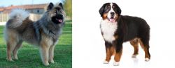 Eurasier vs Bernese Mountain Dog - Breed Comparison