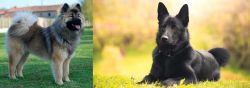 Eurasier vs Black Norwegian Elkhound - Breed Comparison