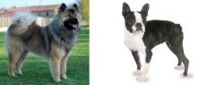 Eurasier vs Boston Terrier - Breed Comparison