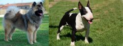 Eurasier vs Bull Terrier Miniature - Breed Comparison