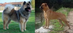 Eurasier vs Bullmastiff - Breed Comparison