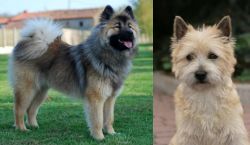 Eurasier vs Cairn Terrier - Breed Comparison