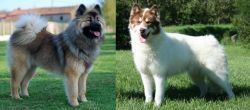 Eurasier vs Canadian Eskimo Dog - Breed Comparison