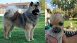 Eurasier vs Chihuahua - Breed Comparison