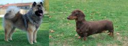 Eurasier vs Dachshund - Breed Comparison