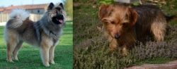 Eurasier vs Dorkie - Breed Comparison