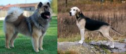 Eurasier vs Dunker - Breed Comparison