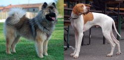 Eurasier vs English Pointer - Breed Comparison
