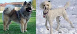Eurasier vs Poodle - Breed Comparison