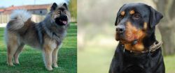 Eurasier vs Rottweiler - Breed Comparison