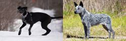 Eurohound vs Australian Stumpy Tail Cattle Dog - Breed Comparison