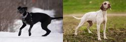 Eurohound vs Braque du Bourbonnais - Breed Comparison