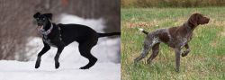 Eurohound vs Braque Francais - Breed Comparison