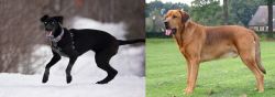 Eurohound vs Broholmer - Breed Comparison