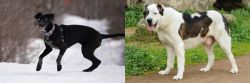 Eurohound vs Central Asian Shepherd - Breed Comparison