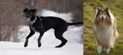 Eurohound vs Collie - Breed Comparison