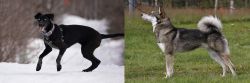 Eurohound vs East Siberian Laika - Breed Comparison