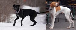 Eurohound vs English Pointer - Breed Comparison