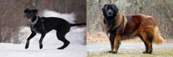 Eurohound vs Estrela Mountain Dog - Breed Comparison